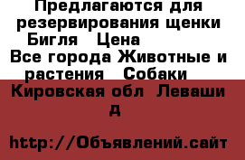 Предлагаются для резервирования щенки Бигля › Цена ­ 40 000 - Все города Животные и растения » Собаки   . Кировская обл.,Леваши д.